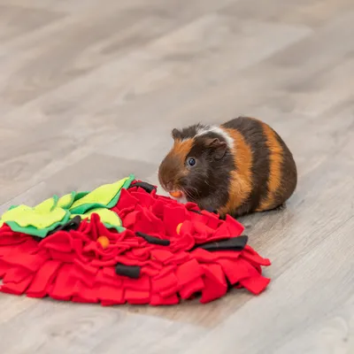 Meerschweinchen spielt mit rotem und grünem Schnüffelteppich auf Holzboden.