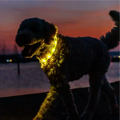 Chien portant un collier lumineux jaune allumé, visible en extérieur au crépuscule. Collier en plastique avec plusieurs points lumineux.