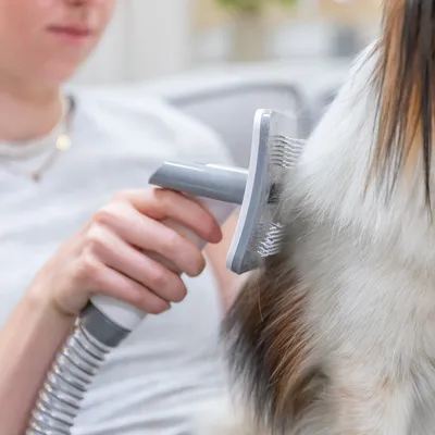 Persona usa un cepillo gris con manguera integrada para cepillar el pelaje de un perro.