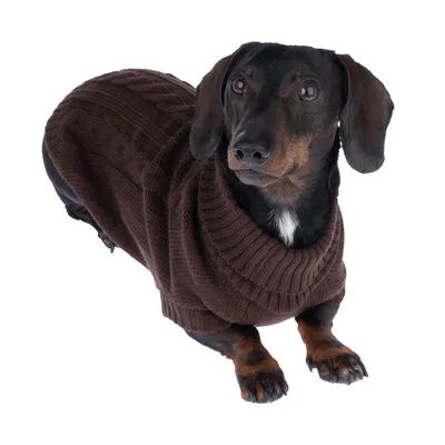Chien portant un pull marron en maille, col roulé et motif torsadé visible. Pull couvrant le dos et les pattes avant du chien.