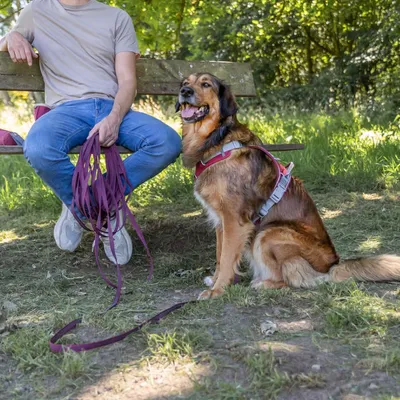 Grand chien marron avec harnais gris et laisse violette assis à côté d’une personne sur un banc en plein air, tenant la laisse en main.