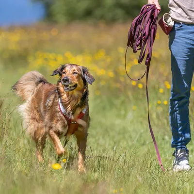 Chien portant un harnais rouge et longe, accompagné d’une personne tenant une longue laisse violette enroulée, en promenade dans un champ.
