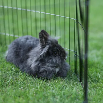 Schwarzes Kaninchen sitzt auf Gras neben einem Metall-Gitterzaun. Zeigt Nutzung eines Freigeheges für Kleintiere.