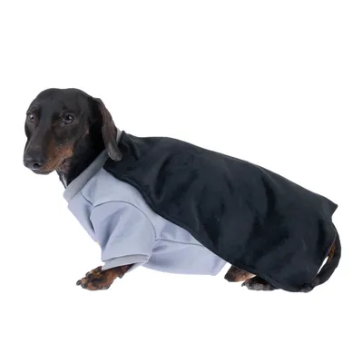 Bassotto con cappotto grigio per cani e copertura nera, adatto a condizioni climatiche fredde.
