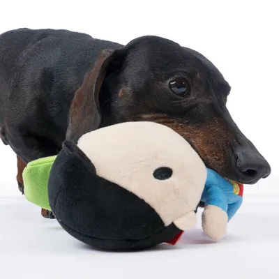 Hund leger med et blødt plyslegetøj formet som en figur med sort, grønt og blåt stof.