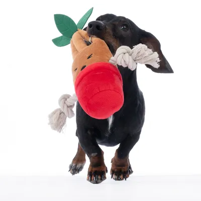 Cane gioca con un gioco di peluche a forma di carota dotato di nodi di corda.