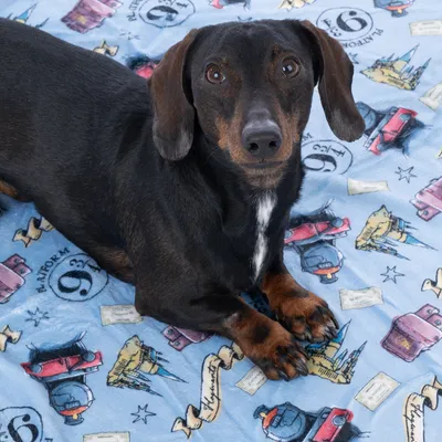 Cane sdraiato su una coperta blu con motivi Harry Potter come Platform 9 3/4, Hogwarts Express e frutti di boscotte magiche.