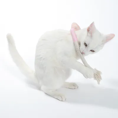 Weisse Katze spielt mit einem rosa-weissen Spielzeug aus Stoff und Seil.