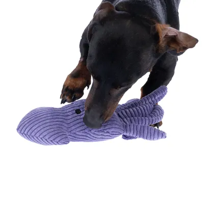 Chien tenant un jouet en forme de pieuvre violette en tissu côtelé entre ses pattes et sa gueule. Aucun texte ou marque visible sur le jouet.