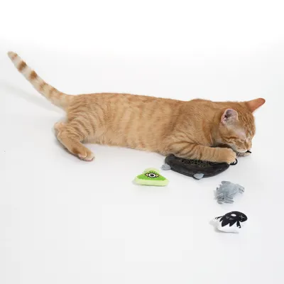 Chat roux allongé avec quatre jouets en tissu de formes et couleurs variées, dont un vert avec un œil, un noir, un gris et un blanc avec motif noir, sur fond blanc.