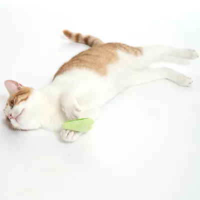 Chat blanc et roux allongé sur le côté, tenant un jouet vert en tissu entre ses pattes avant, fond blanc uni.