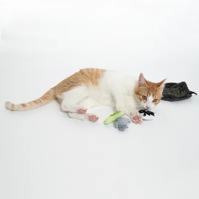 Chat allongé à côté de trois jouets en tissu (gris, vert et blanc) et d'une pochette noire. Aucun texte visible sur les jouets ou la pochette.
