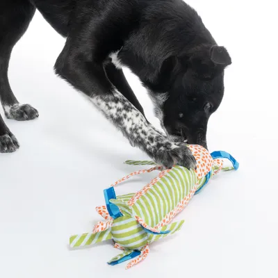 Kutya színes, csíkos és pöttyös mintájú textiljátékkal játszik, alkalmas interaktív játékra.