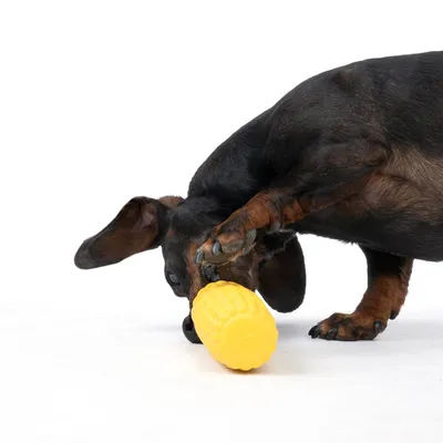 Cane che gioca con un gioco giallo a forma di pannocchia di mais. Dimostrazione dell'uso del prodotto.