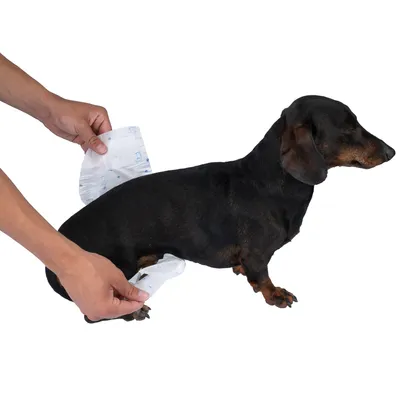 Demonstratie van het aanbrengen van een hondenluier bij een kleine hond. Handen houden de luier vast en plaatsen deze op het lichaam van de hond.