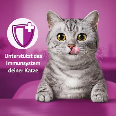 Graue Katze mit Text: Unterstützt das Immunsystem deiner Katze und Schildsymbol mit Kreuz.