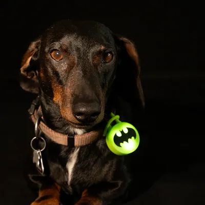 DC Batman nyakörv villogó DC Batman nyakörv villogó