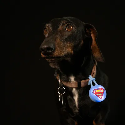 DC Superman nyakörv villogó