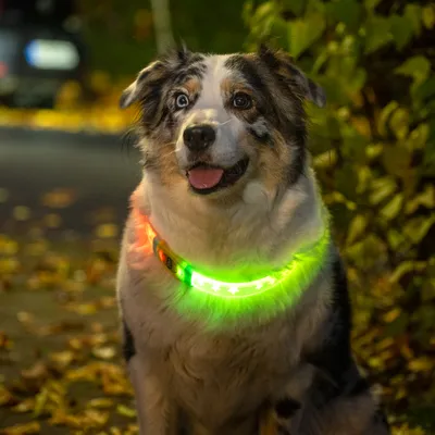 TIAKI LED-Halsband für langhaarige Hunde