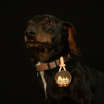 Pendentif lumineux Harry Potter pour chien