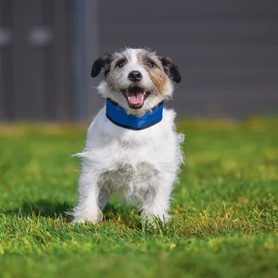 Hond met blauwe halsband op een grasveld. Product toont het gebruik van een halsband voor huisdieren.