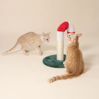 Zwei Katzen interagieren mit einem Kratzspielzeug in Zuckerstangenform, bestehend aus Sisal und Stoff auf einer grünen Basis.