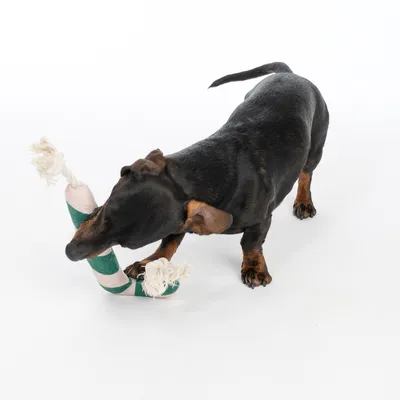 Modern Living Sukkerstang Göttingen til hunde