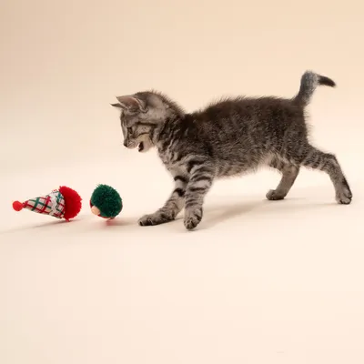 TIAKI kattenspeelset kerst elfen