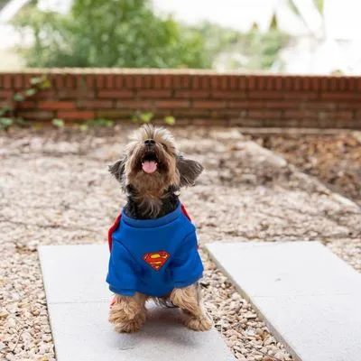 DC Superman hondenkostuum