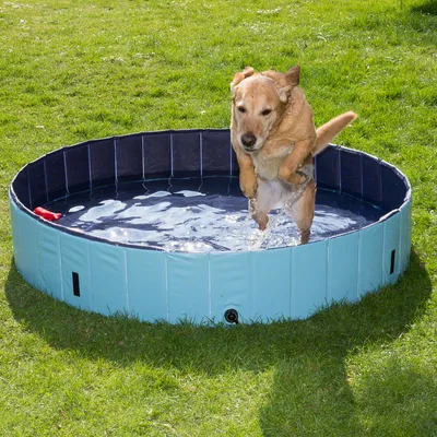 Piscina redonda azul para perros colocada sobre césped, con un perro de tamaño grande saltando dentro del agua. Material plástico visible y desagüe en la parte frontal.