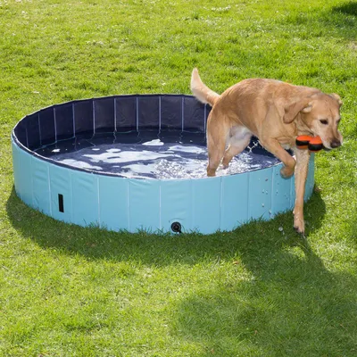 Piscina redonda azul para perros en jardín, con perro de pelaje claro saliendo del agua y llevando un juguete naranja y negro en la boca.