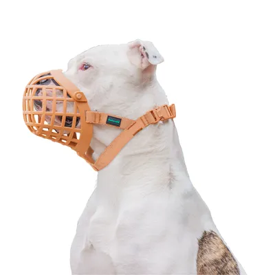 Hund mit orangefarbenem Maulkorb aus Kunststoff und verstellbarem Riemen. Markenetikett 'Baskerville' sichtbar am Halsband.