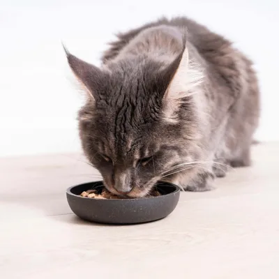 Langhaarige Katze frisst Futter aus einem schwarzen Napf auf hellem Boden.