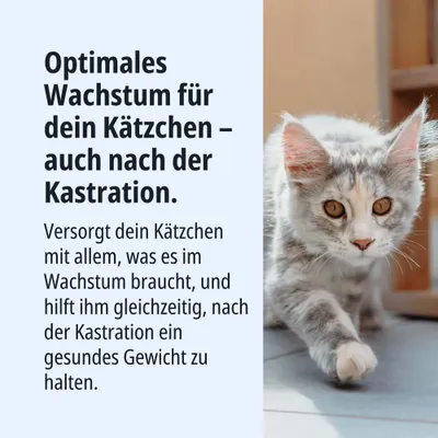 Optimales Wachstum für dein Kätzchen – auch nach der Kastration. Unterstützt Wachstum und hilft, nach der Kastration ein gesundes Gewicht zu halten.