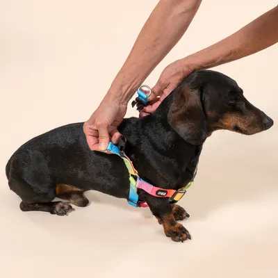 TIAKI Rainbow Σαμαράκι