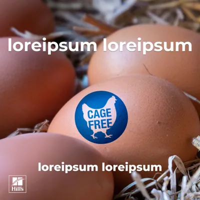 Brązowe jajka na słomie, jedno z niebieską naklejką „Cage Free”. Tekst: loreipsum loreipsum. Marka: Hill's.