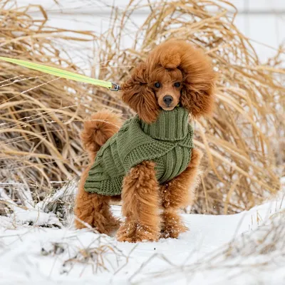 Rukka Wooly Maglioncino per cani , oliva