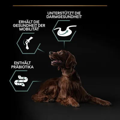 Unterstützt die Darmgesundheit, erhält die Gesundheit der Mobilität, enthält Präbiotika. Hund abgebildet mit grafischen Elementen.