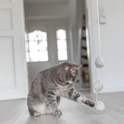 Trixie Canne à pêche Balles avec herbe à chat