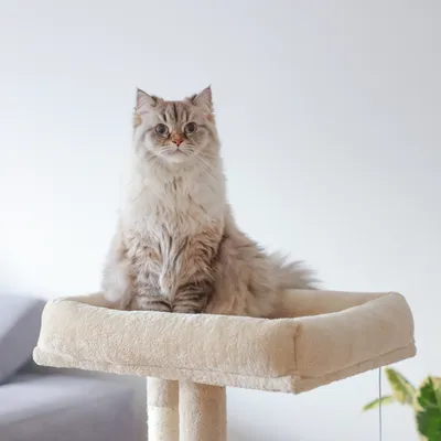 Kerbl Pet Arbre à chat Alessia, beige