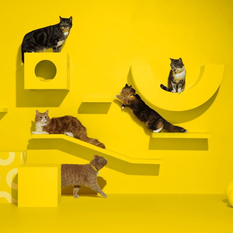 Dreamies Cat Treats Party Pack