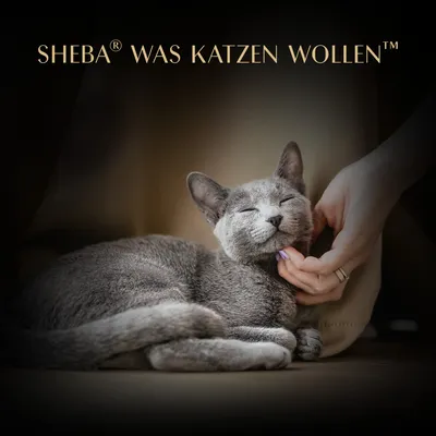 Sheba Soup Selection 32 x 40 g