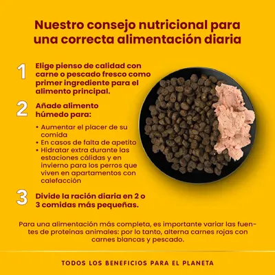 Consejo nutricional: elegir pienso con carne o pescado fresco, añadir alimento húmedo para hidratación y placer, dividir la ración diaria en 2 o 3 comidas pequeñas. Texto en español.