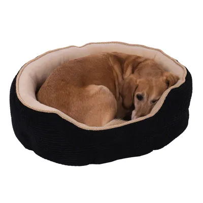 Brun hund ligger i en oval, sort hundeseng med beige indvendigt for.