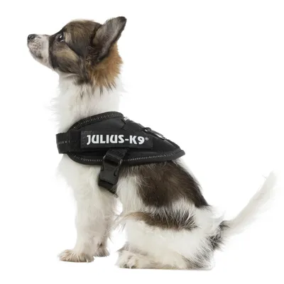 Lille hund iført sort sele med synlig tekst: JULIUS-K9. Selen har spænde og justerbar rem.