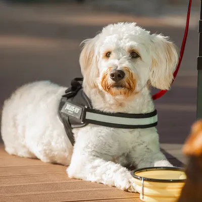 Lille hund med sort Julius-K9 sele og rød line ligger ved siden af en gul vandskål udendørs.