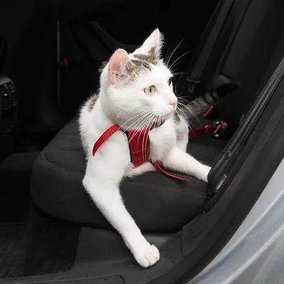 Bílá kočka s červeným bezpečnostním postrojem sedí na autosedačce. Ukázka použití postroje pro bezpečné cestování autem.