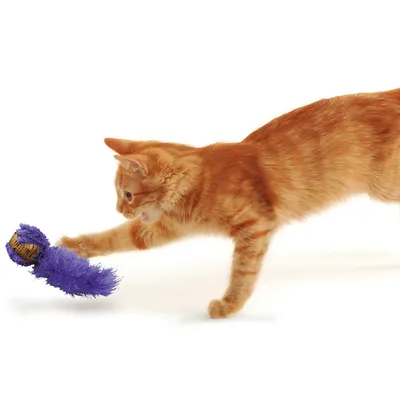 Chat roux jouant avec un jouet pour chat en tissu violet et paille visible, sur fond blanc.