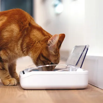 Rote Katze frisst aus einem weissen Futterautomat mit transparentem Deckel. Automatischer Futterspender für Haustiere sichtbar.
