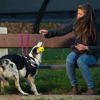 Hond met zwart-witte vacht draagt een Julius-K9 tuig en speelt met een gele bal aan een touw, vastgehouden door een persoon op een parkbank.